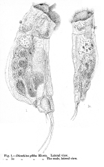 Cephalodella gibba