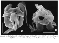 Cephalodella gibba