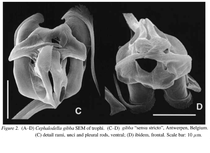 Cephalodella gibba