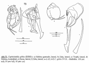 Cephalodella gibba