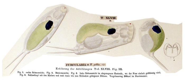 Cephalodella gibba