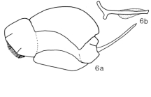 Cephalodella gibba