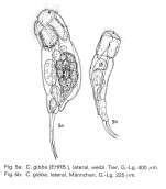 Cephalodella gibba