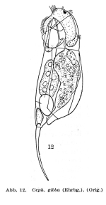 Cephalodella gibba