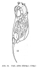 Cephalodella gibba