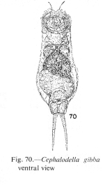 Cephalodella gibba