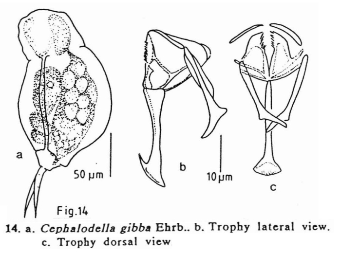 Cephalodella gibba
