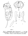 Cephalodella gibba