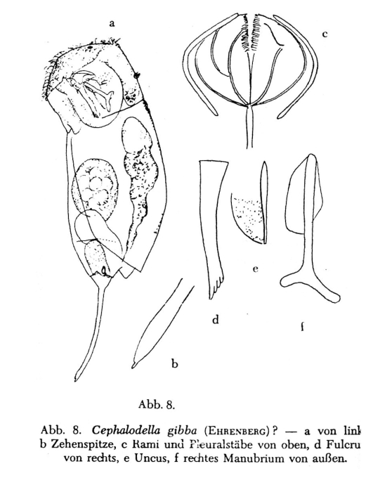 Cephalodella gibba
