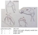 Cephalodella gibba