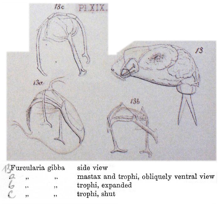 Cephalodella gibba