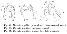Cephalodella gibba