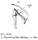 Cephalodella gibba