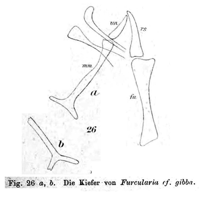 Cephalodella gibba