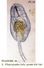 Cephalodella gibba
