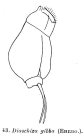 Cephalodella gibba