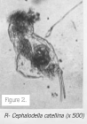 Cephalodella gibba
