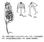Cephalodella gibba