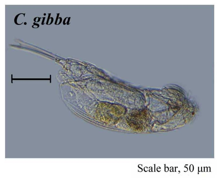 Cephalodella gibba