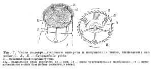 Cephalodella gibba