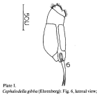 Cephalodella gibba