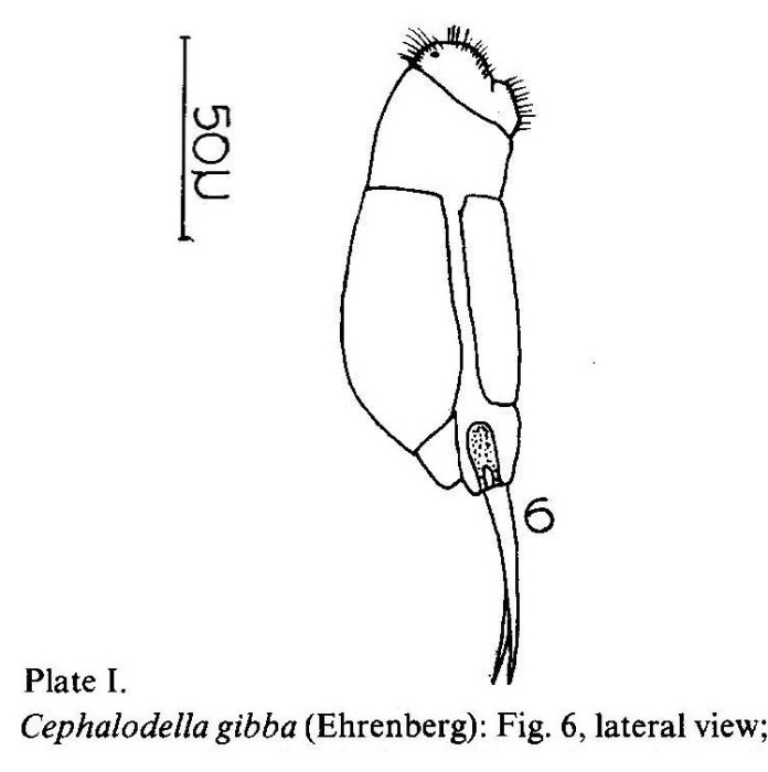 Cephalodella gibba