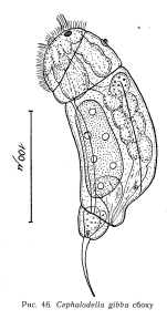Cephalodella gibba