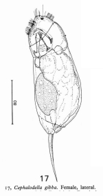Cephalodella gibba