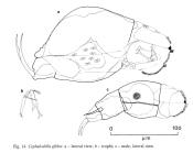 Cephalodella gibba