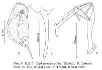Cephalodella gibba