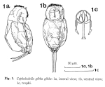 Cephalodella gibba