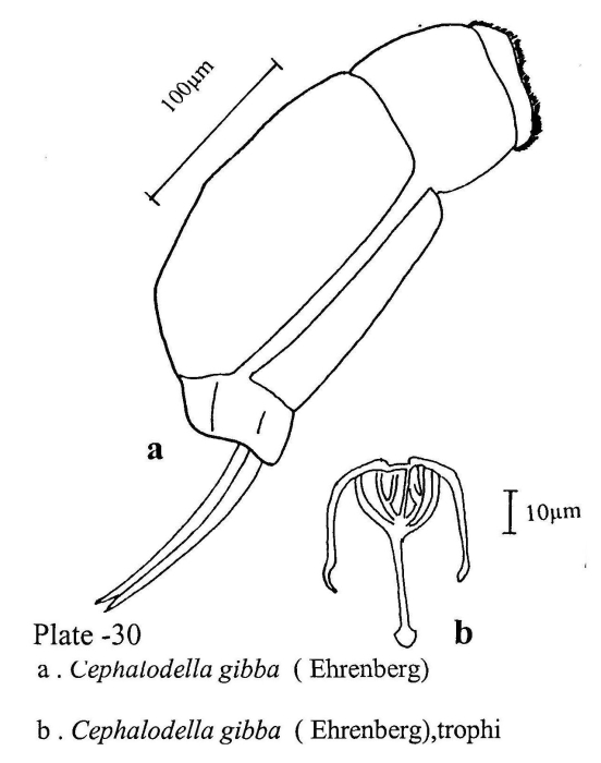 Cephalodella gibba