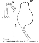Cephalodella gibba