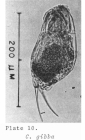 Cephalodella gibba