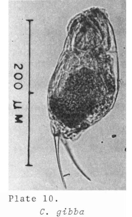 Cephalodella gibba