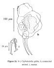 Cephalodella gibba