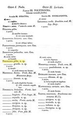 Cephalodella gibba - Original description image