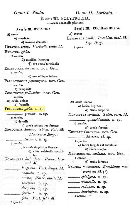 Cephalodella gibba - Original description image