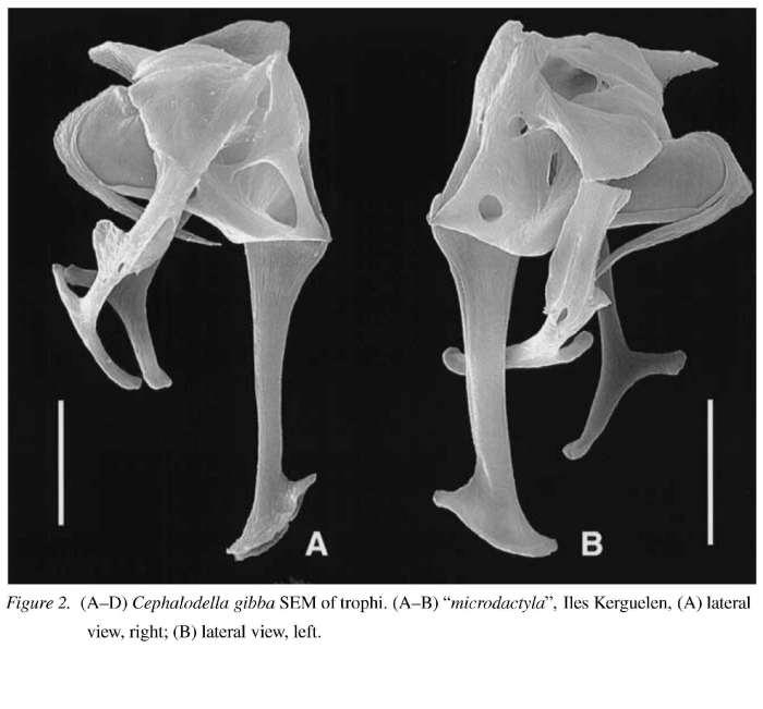 Cephalodella gibba microdactyla