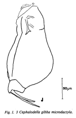 Cephalodella gibba microdactyla