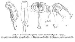 Cephalodella gibba microdactyla