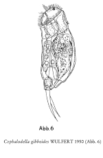 Cephalodella gibboides