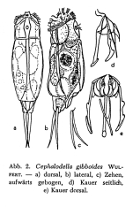 Cephalodella gibboides