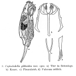 Cephalodella gibboides - Original description image