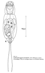 Cephalodella gigantea