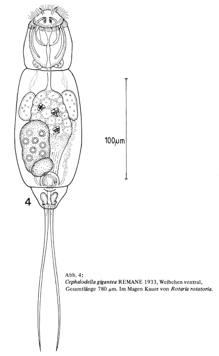 Cephalodella gigantea