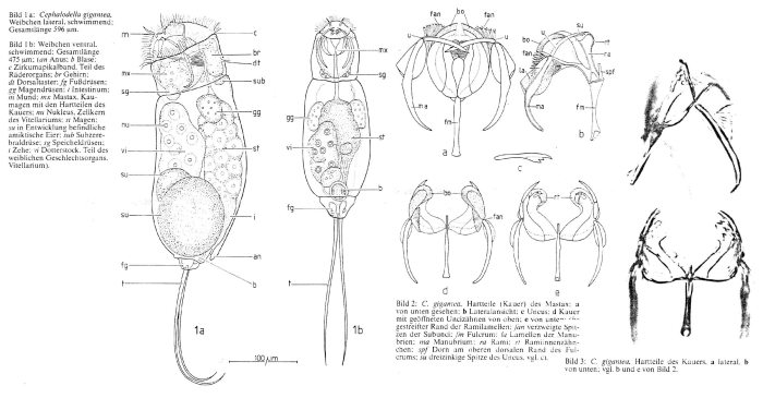 Cephalodella gigantea