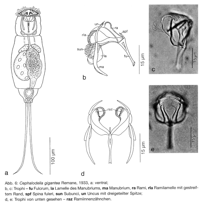 Cephalodella gigantea