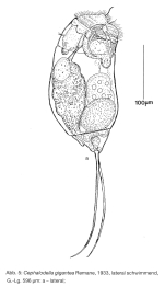 Cephalodella gigantea