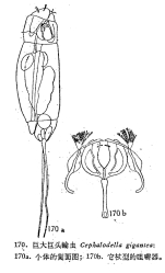 Cephalodella gigantea